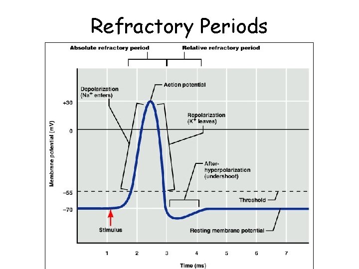 Refractory Periods 