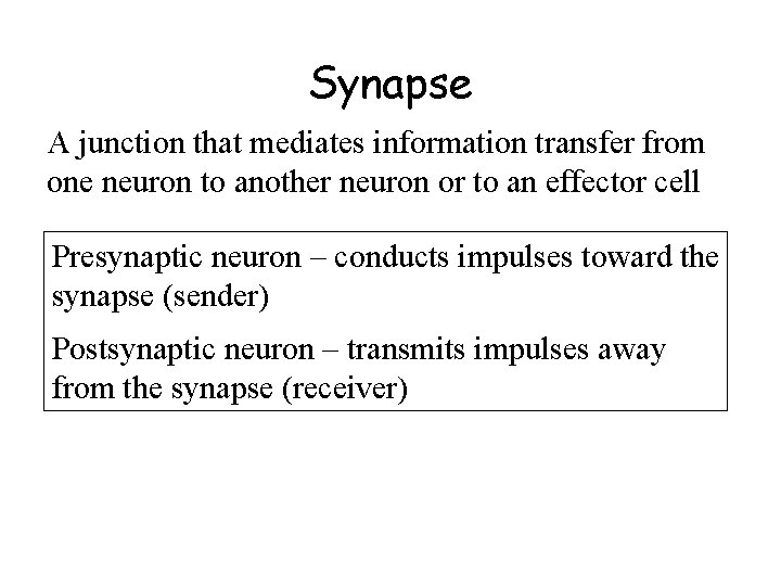 Synapse A junction that mediates information transfer from one neuron to another neuron or