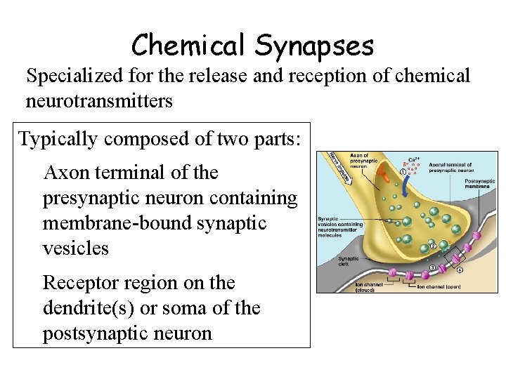 Chemical Synapses Specialized for the release and reception of chemical neurotransmitters Typically composed of