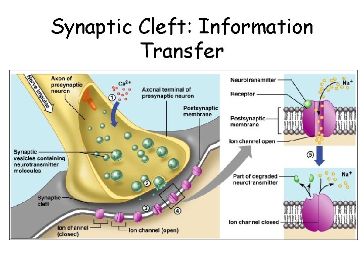 Synaptic Cleft: Information Transfer 