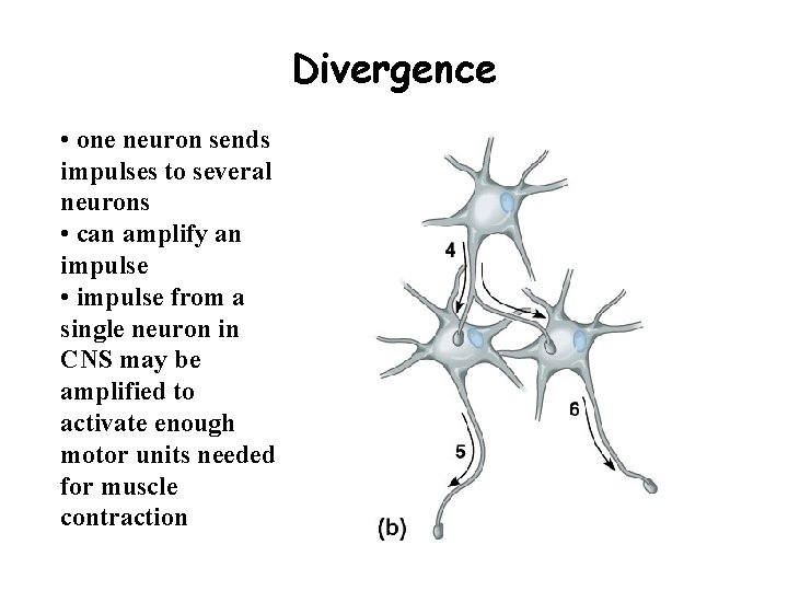 Divergence • one neuron sends impulses to several neurons • can amplify an impulse