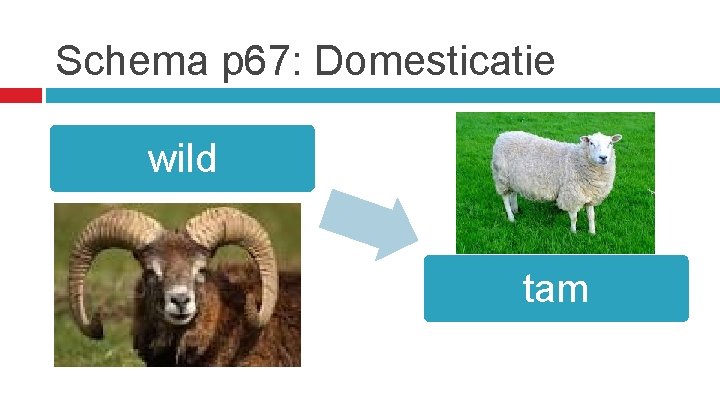 Schema p 67: Domesticatie wild tam 