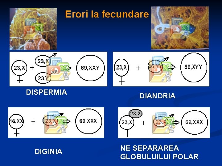 Erori la fecundare DISPERMIA DIANDRIA DIGINIA NE SEPARAREA GLOBULUILUI POLAR 