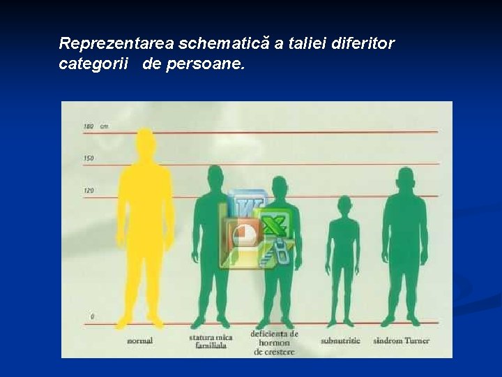 Reprezentarea schematică a taliei diferitor categorii de persoane. 