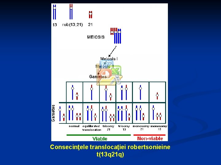 Consecinţele translocaţiei robertsonieine t(13 q 21 q) 