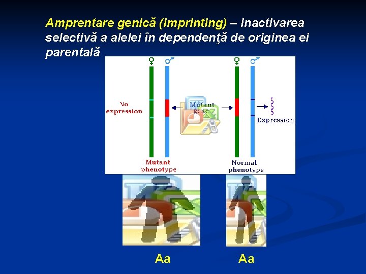 Amprentare genică (imprinting) – inactivarea selectivă a alelei în dependenţă de originea ei parentală