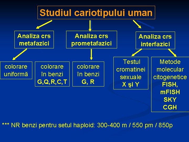 Studiul cariotipului uman Analiza crs metafazici colorare uniformă colorare în benzi G, Q, R,