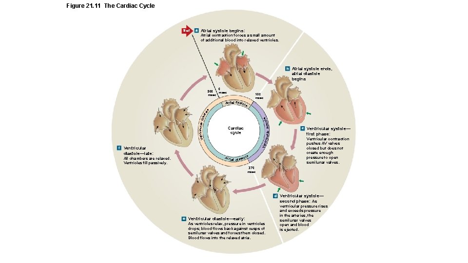 Figure 21. 11 The Cardiac Cycle Start Atrial systole begins: Atrial contraction forces a
