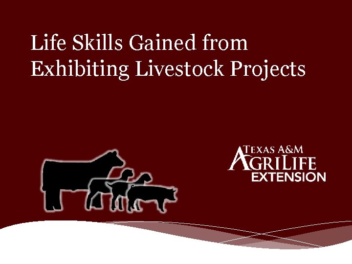 Life Skills Gained from Exhibiting Livestock Projects 