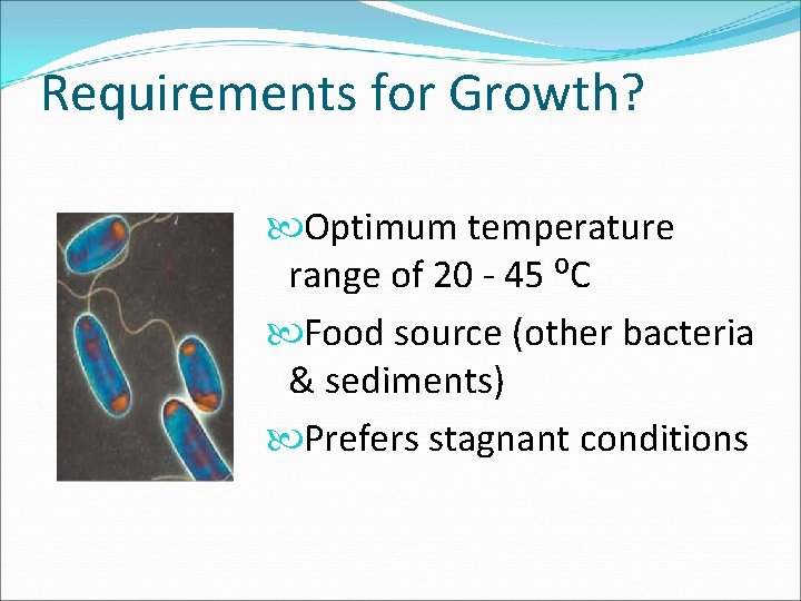 Requirements for Growth? Optimum temperature range of 20 - 45 ⁰C Food source (other