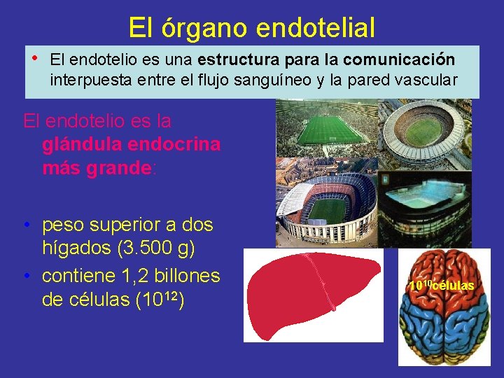 El órgano endotelial • El endotelio es una estructura para la comunicación interpuesta entre