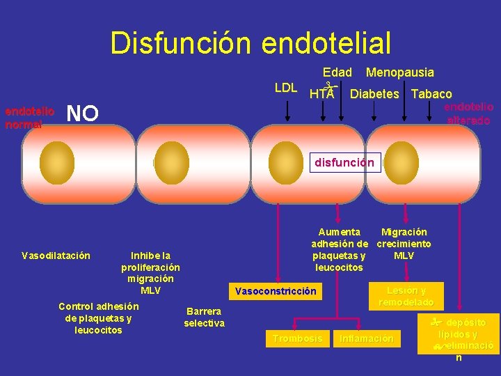 Disfunción endotelial endotelio normal Edad Menopausia LDL HTA Diabetes Tabaco endotelio alterado NO disfunción