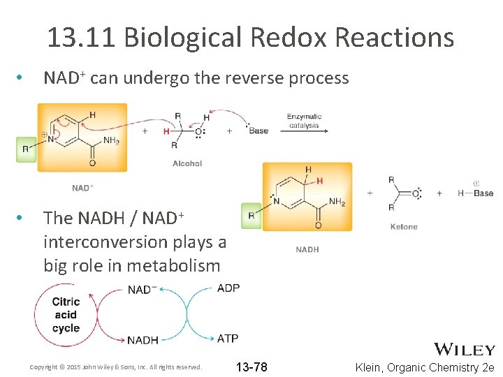 13. 11 Biological Redox Reactions • NAD+ can undergo the reverse process • The