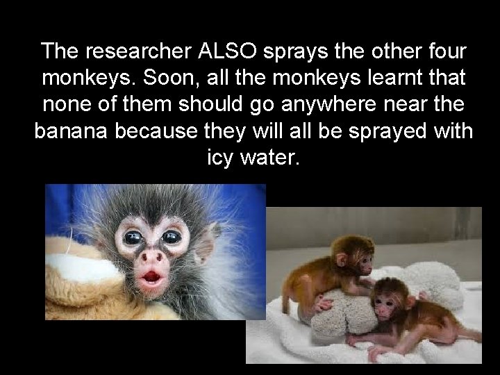 The researcher ALSO sprays the other four monkeys. Soon, all the monkeys learnt that The researcher ALSO sprays the other four monkeys. Soon, all the monkeys learnt that