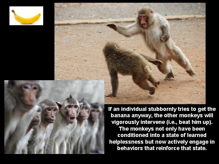 If an individual stubbornly tries to get the banana anyway, the other monkeys will If an individual stubbornly tries to get the banana anyway, the other monkeys will