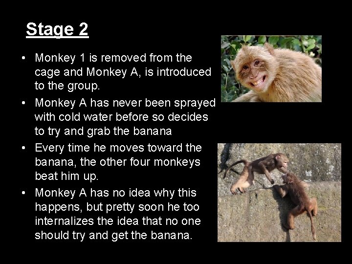 Stage 2 • Monkey 1 is removed from the cage and Monkey A, is Stage 2 • Monkey 1 is removed from the cage and Monkey A, is