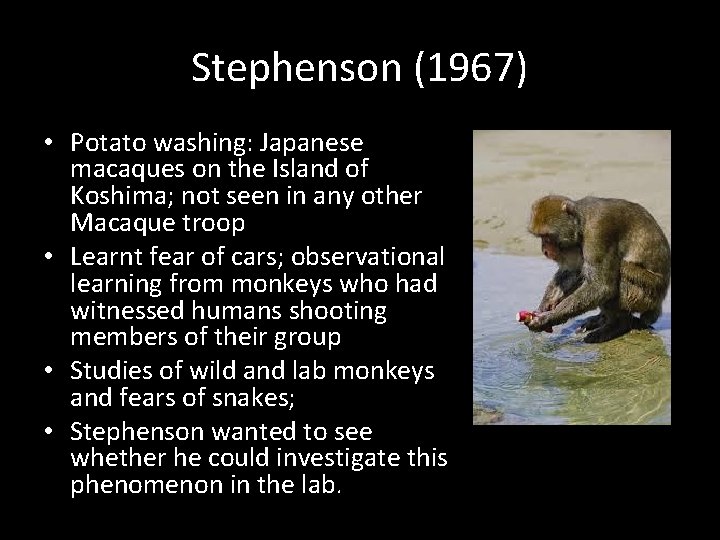 Stephenson (1967) • Potato washing: Japanese macaques on the Island of Koshima; not seen Stephenson (1967) • Potato washing: Japanese macaques on the Island of Koshima; not seen