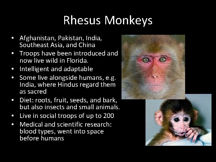 Rhesus Monkeys • Afghanistan, Pakistan, India, Southeast Asia, and China • Troops have been Rhesus Monkeys • Afghanistan, Pakistan, India, Southeast Asia, and China • Troops have been