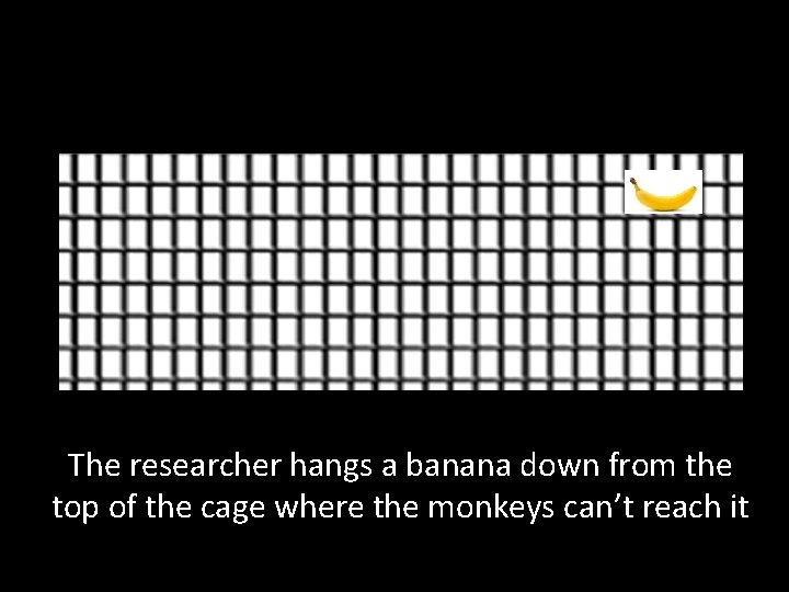 The researcher hangs a banana down from the top of the cage where the The researcher hangs a banana down from the top of the cage where the