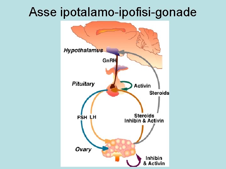 Asse ipotalamo-ipofisi-gonade 