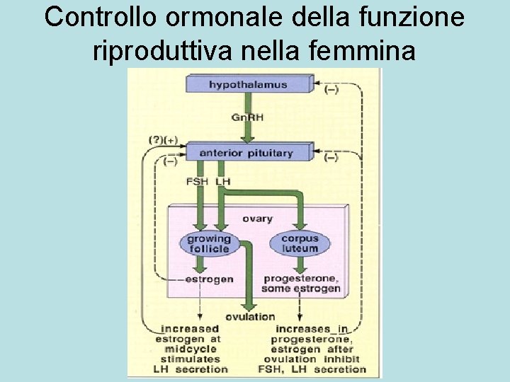 Controllo ormonale della funzione riproduttiva nella femmina 