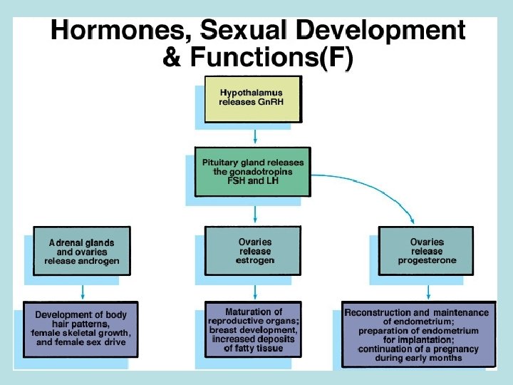 Ormoni, sviluppo sessuale e funzioni 