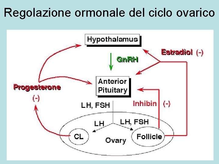 Regolazione ormonale del ciclo ovarico 