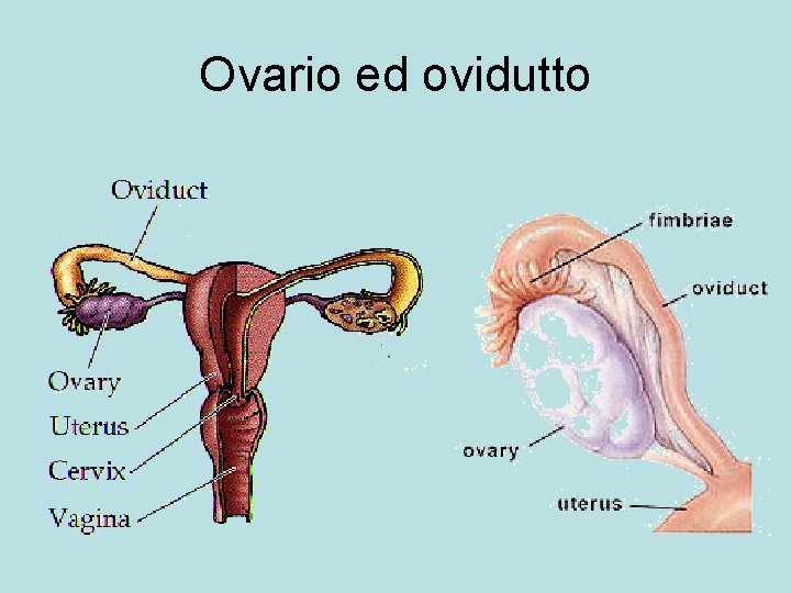 Ovario ed ovidutto 