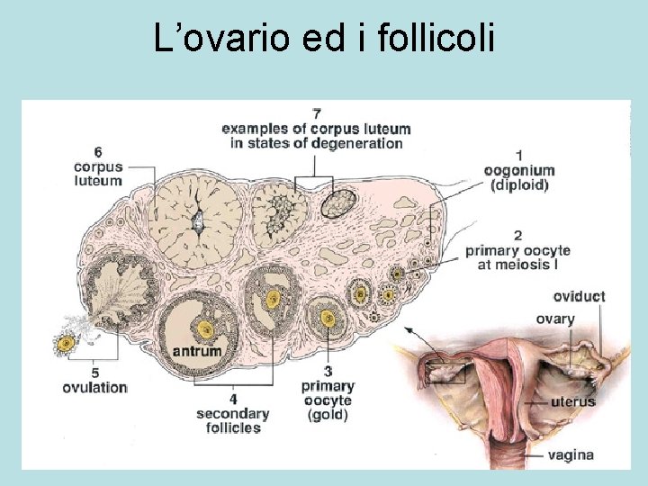 L’ovario ed i follicoli 