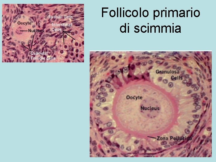 Follicolo primario di scimmia 