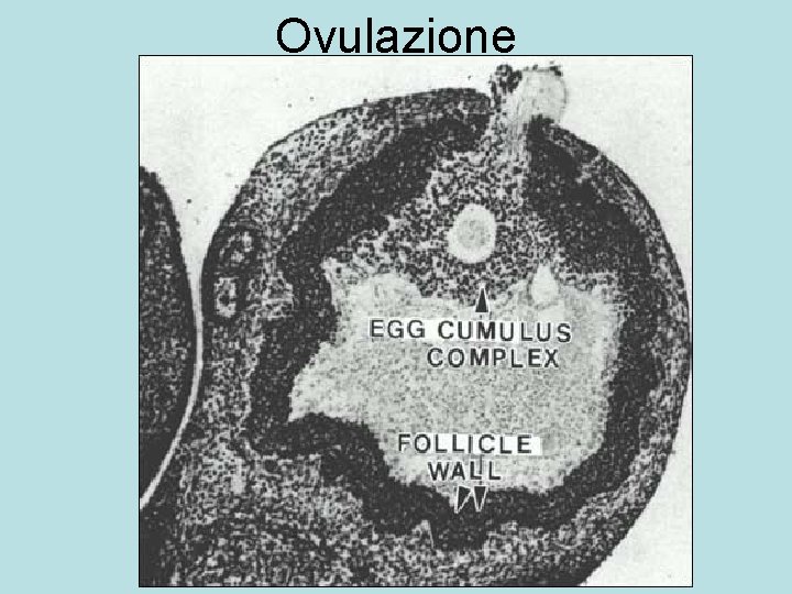 Ovulazione 