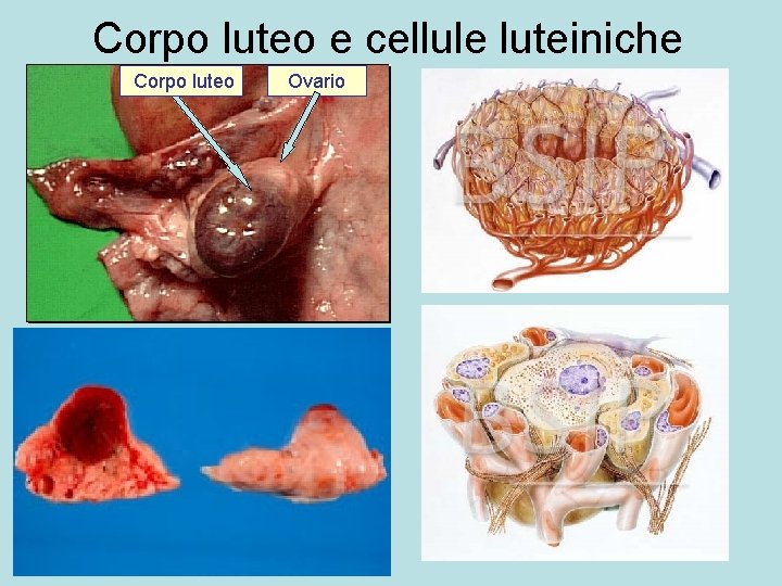 Corpo luteo e cellule luteiniche Corpo luteo Ovario 