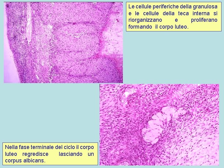 Le cellule periferiche della granulosa e le cellule della teca interna si riorganizzano e