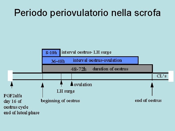 Periodo periovulatorio nella scrofa 