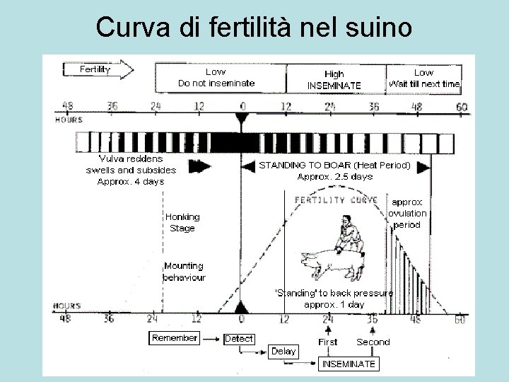 Curva di fertilità nel suino 