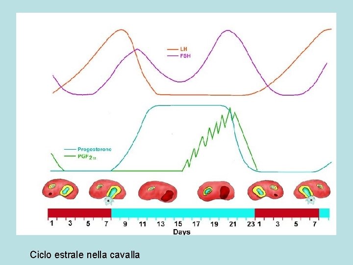 Ciclo estrale nella cavalla 