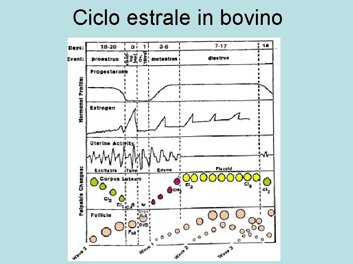 Ciclo estrale in bovino 