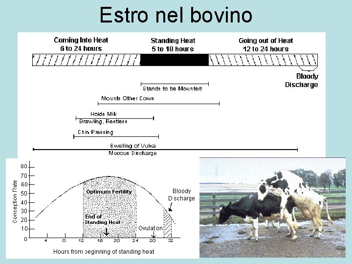 Estro nel bovino 