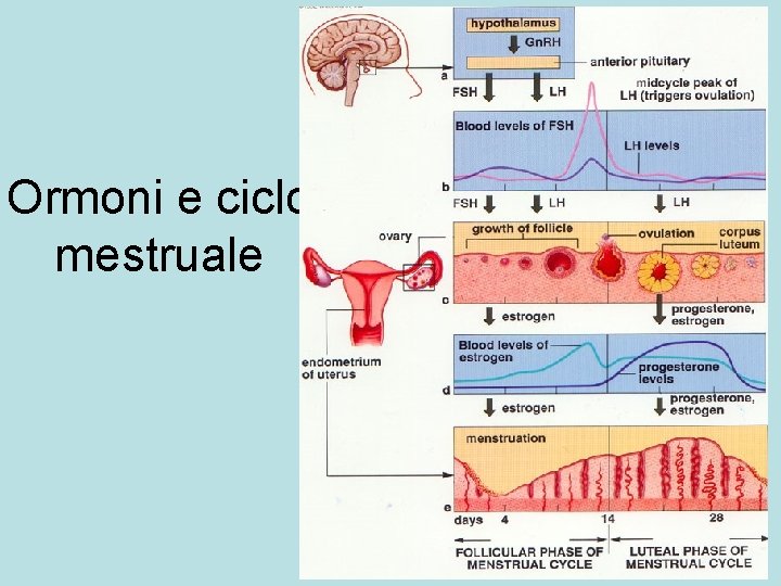 Ormoni e ciclo mestruale 
