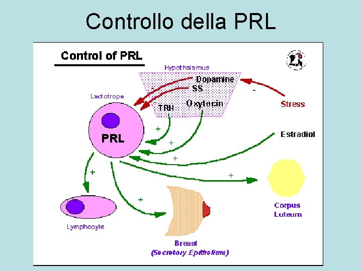 Controllo della PRL 