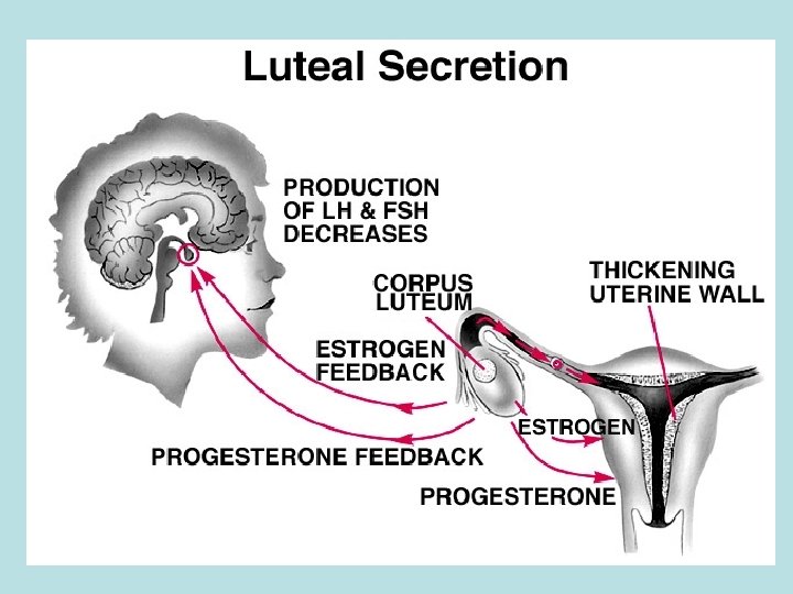 Secrezione del corpo luteo 