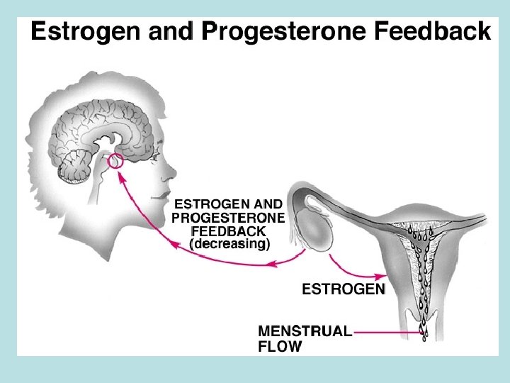 Feedback estrogeno e progesterone 