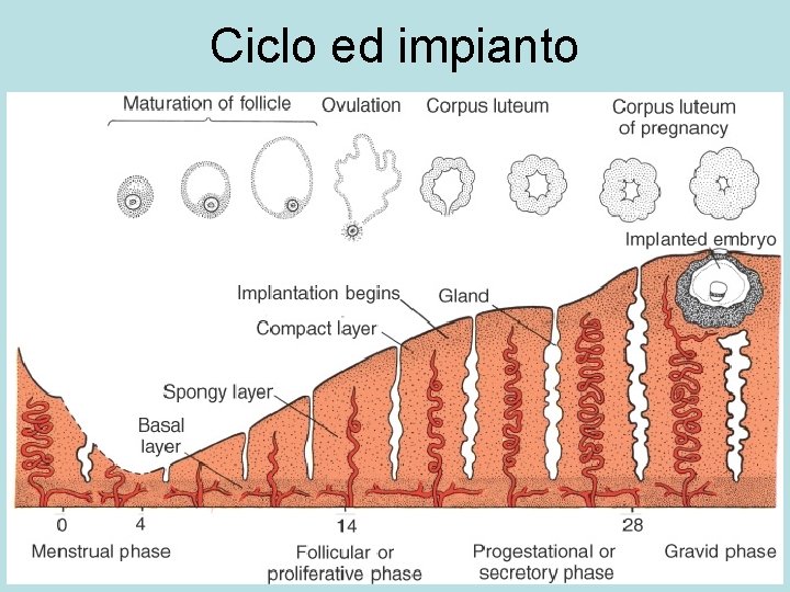 Ciclo ed impianto 