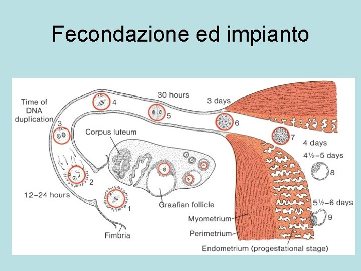 Fecondazione ed impianto 