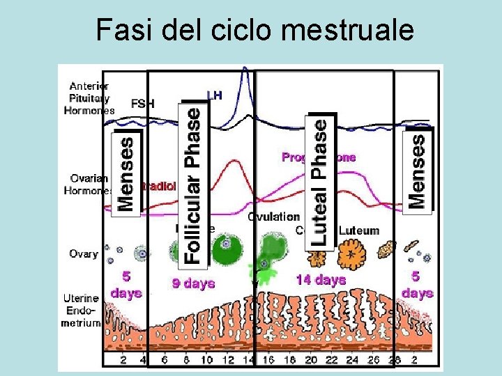 Fasi del ciclo mestruale 