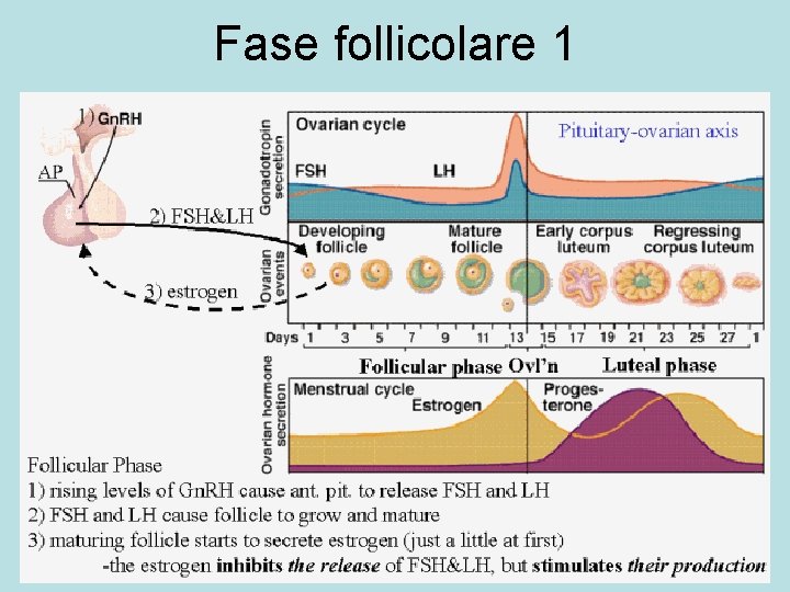 Fase follicolare 1 