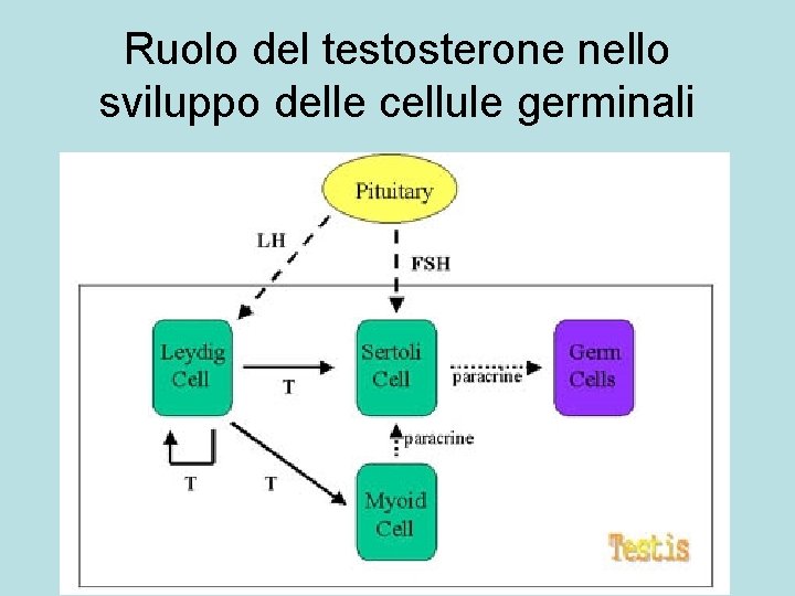 Ruolo del testosterone nello sviluppo delle cellule germinali 