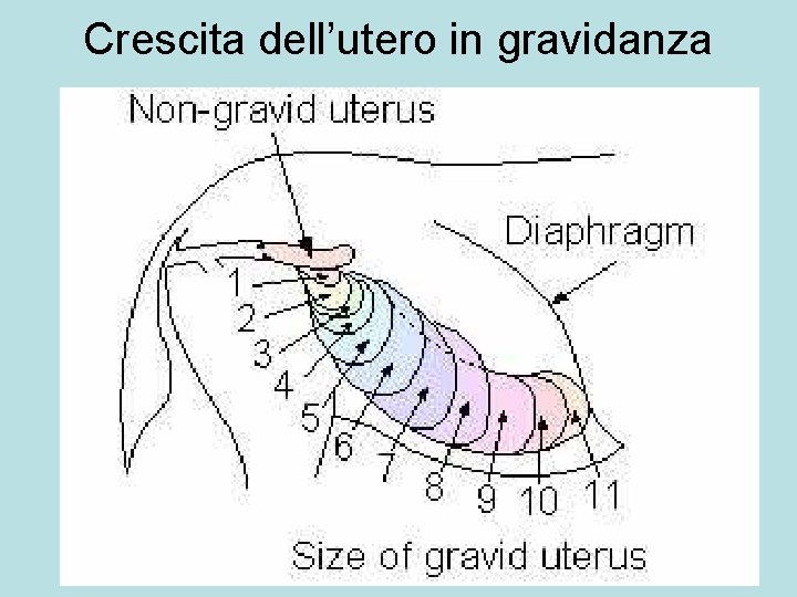 Crescita dell’utero in gravidanza 