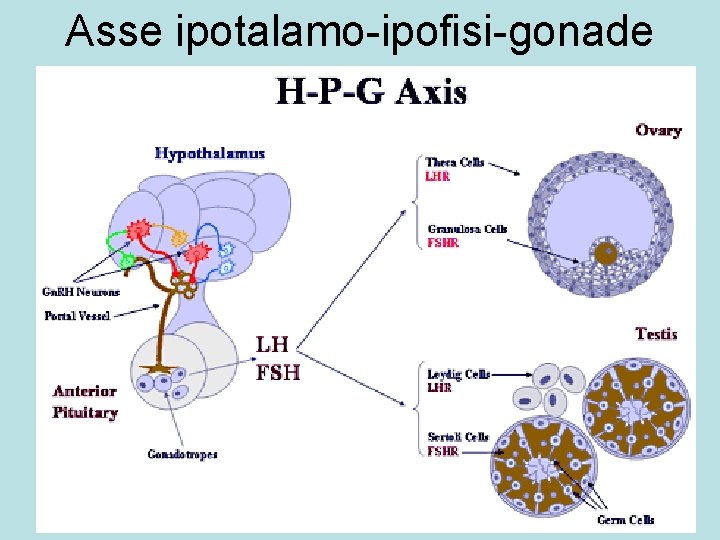 Asse ipotalamo-ipofisi-gonade 