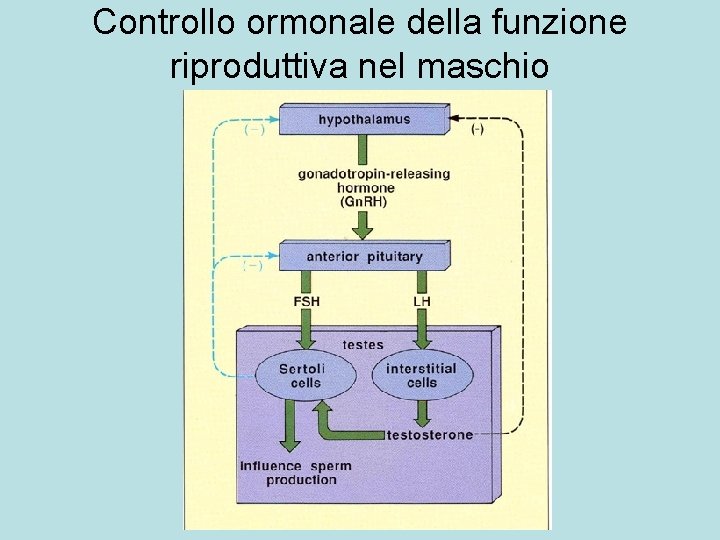 Controllo ormonale della funzione riproduttiva nel maschio 